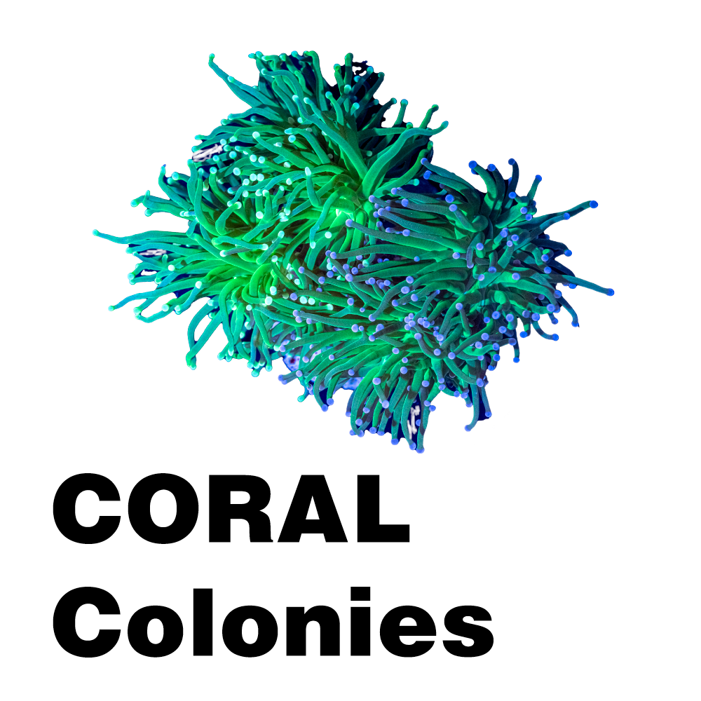 Coral Colonies