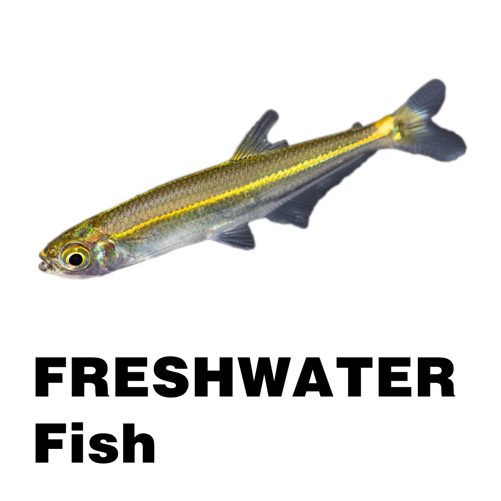 Freshwater Fish – Carolina Aquatics
