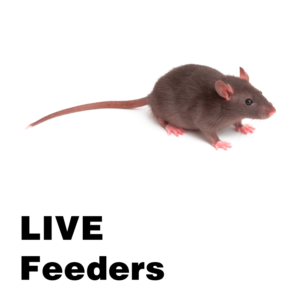 Feeder mice live deals