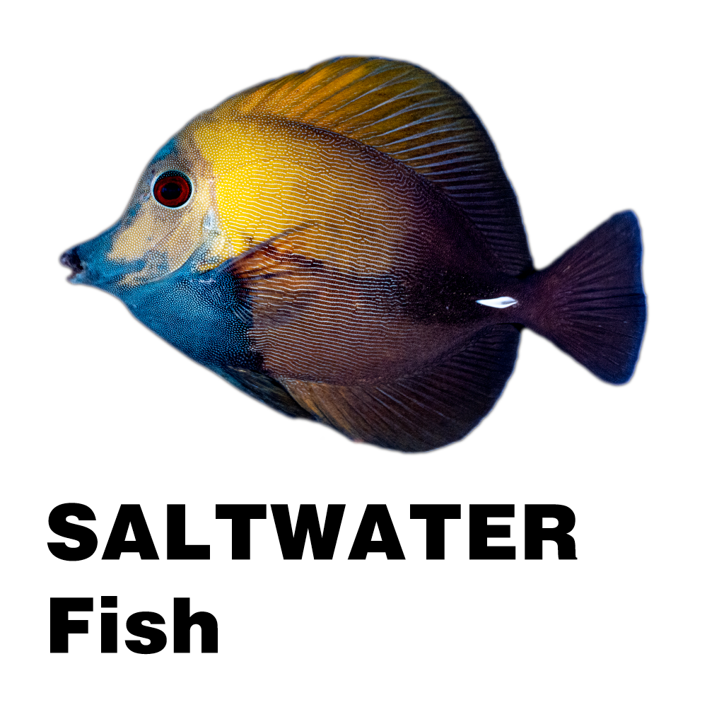 Saltwater Fish