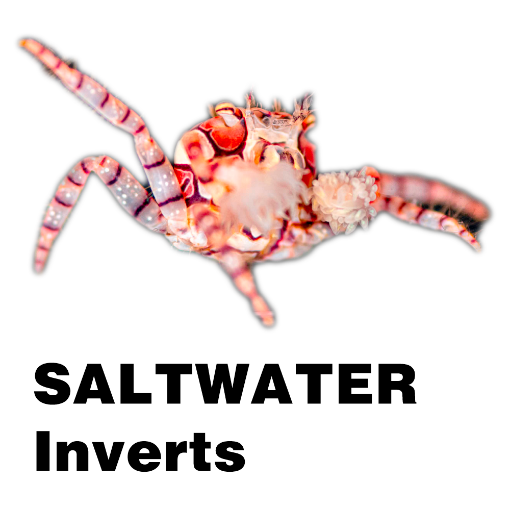 Saltwater Inverts