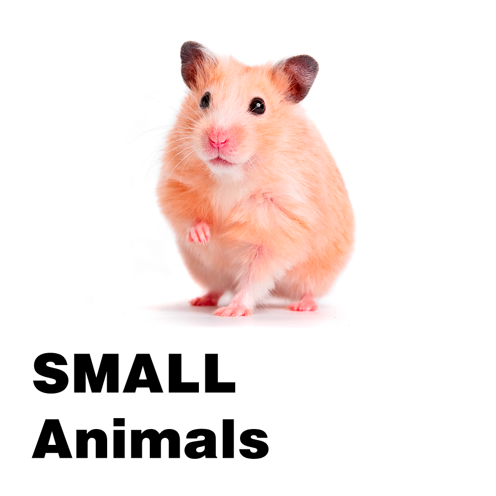 Small Animals