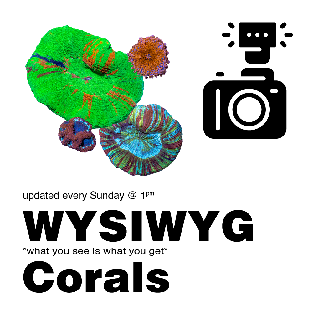 WYSIWYG Coral