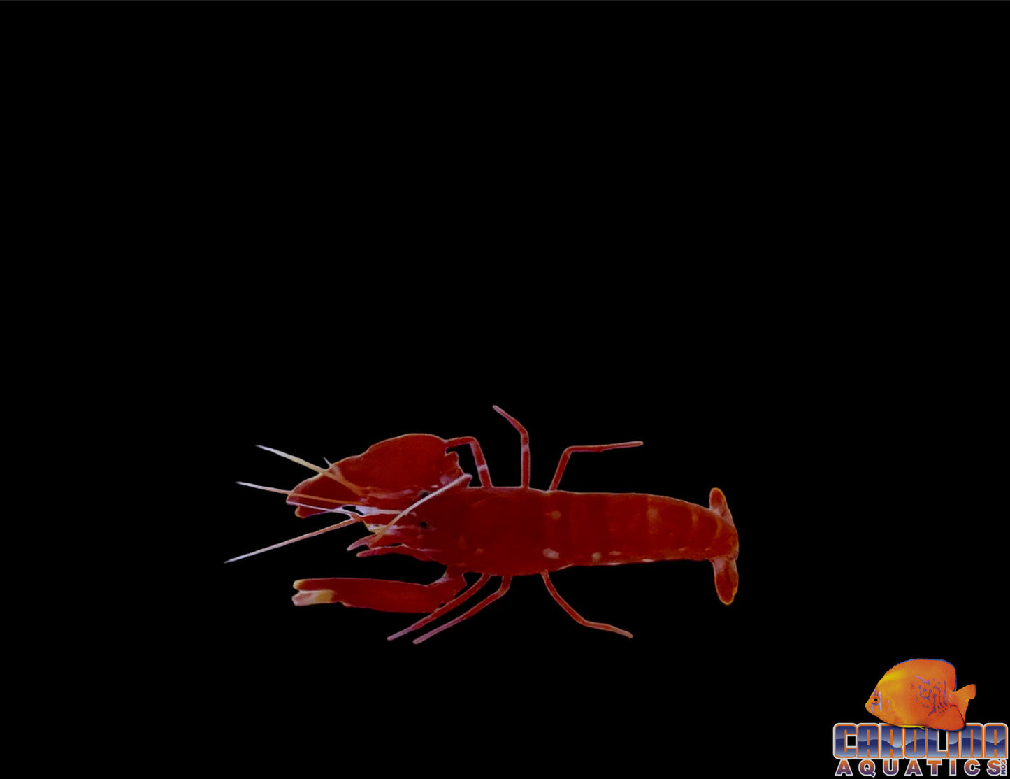 Shrimp - Pistol Red Lg