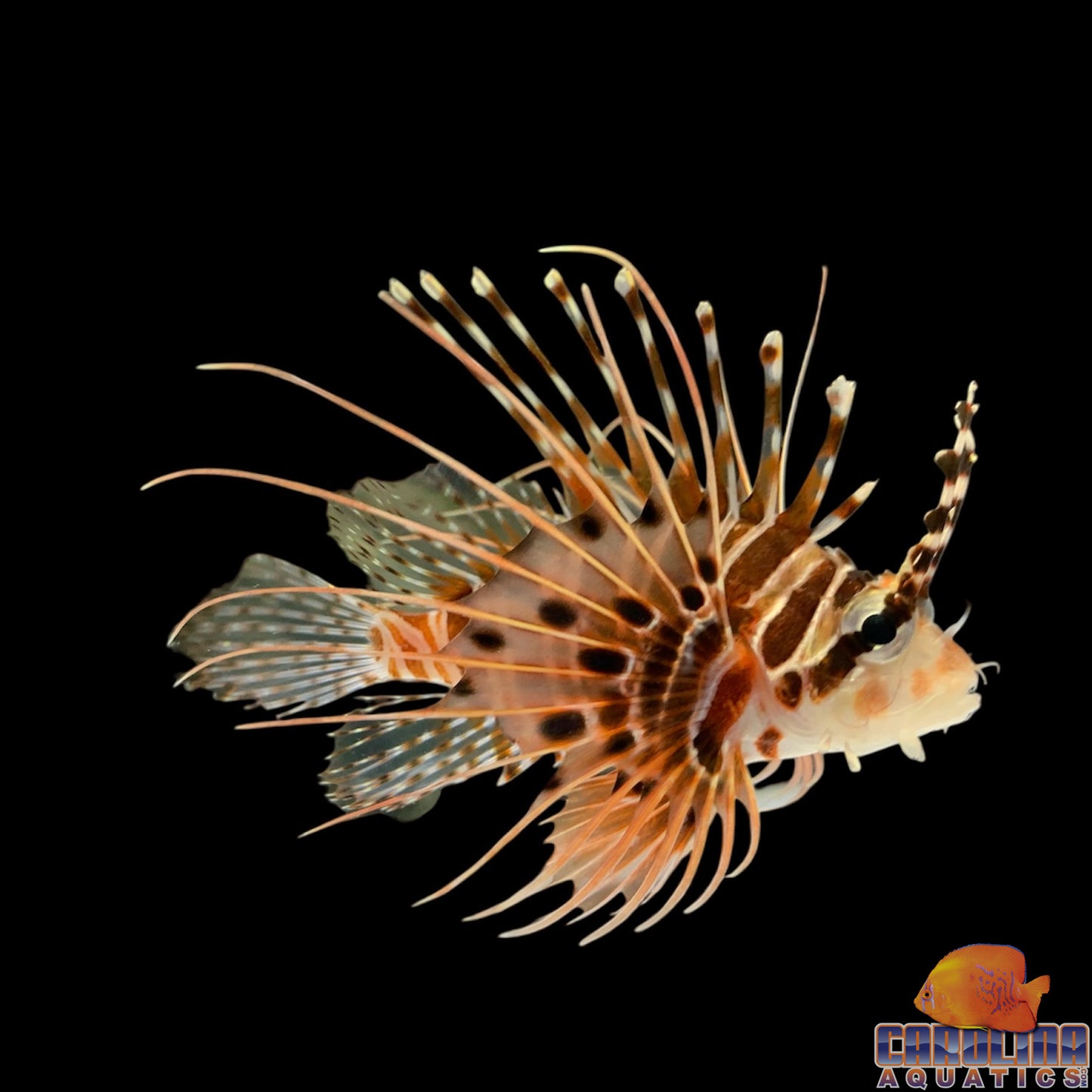 Lionfish - White Fin