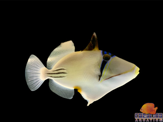 Trigger - Assasi Lg (Red Sea)