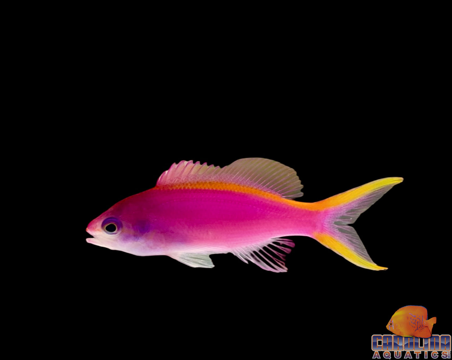 Anthias - Queen Purple Juv