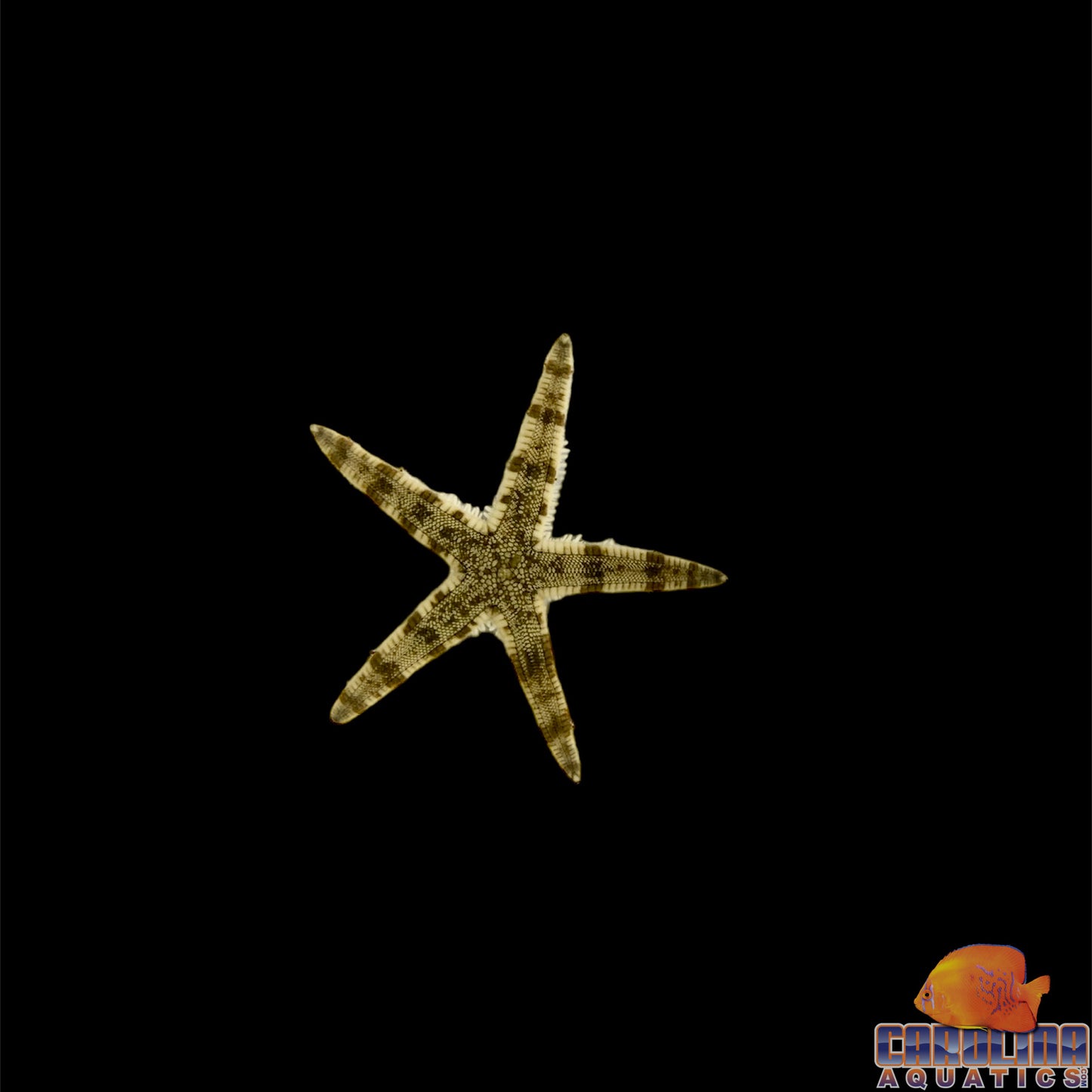 Starfish - Sand Shifting