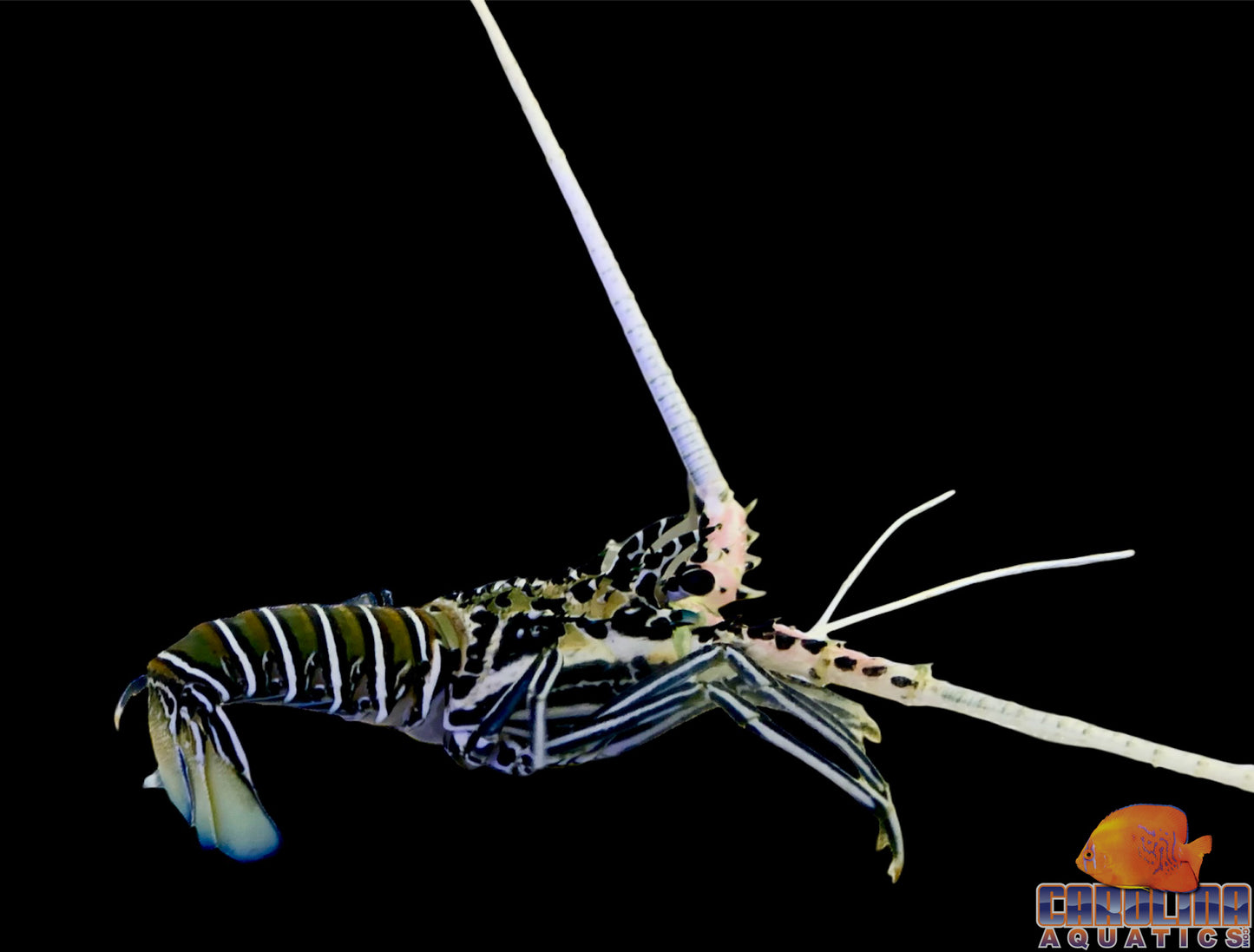Lobster - Spiny Blue Lg