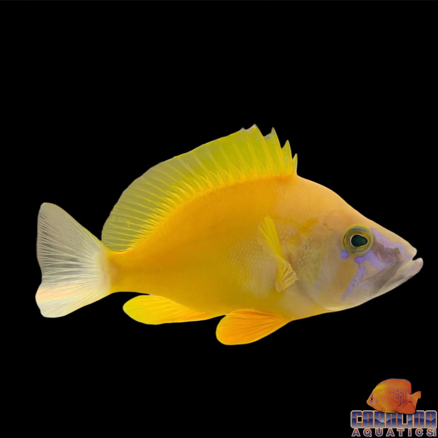 Grouper - Hamlet Golden