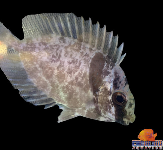 Rabbitfish - Double Bar