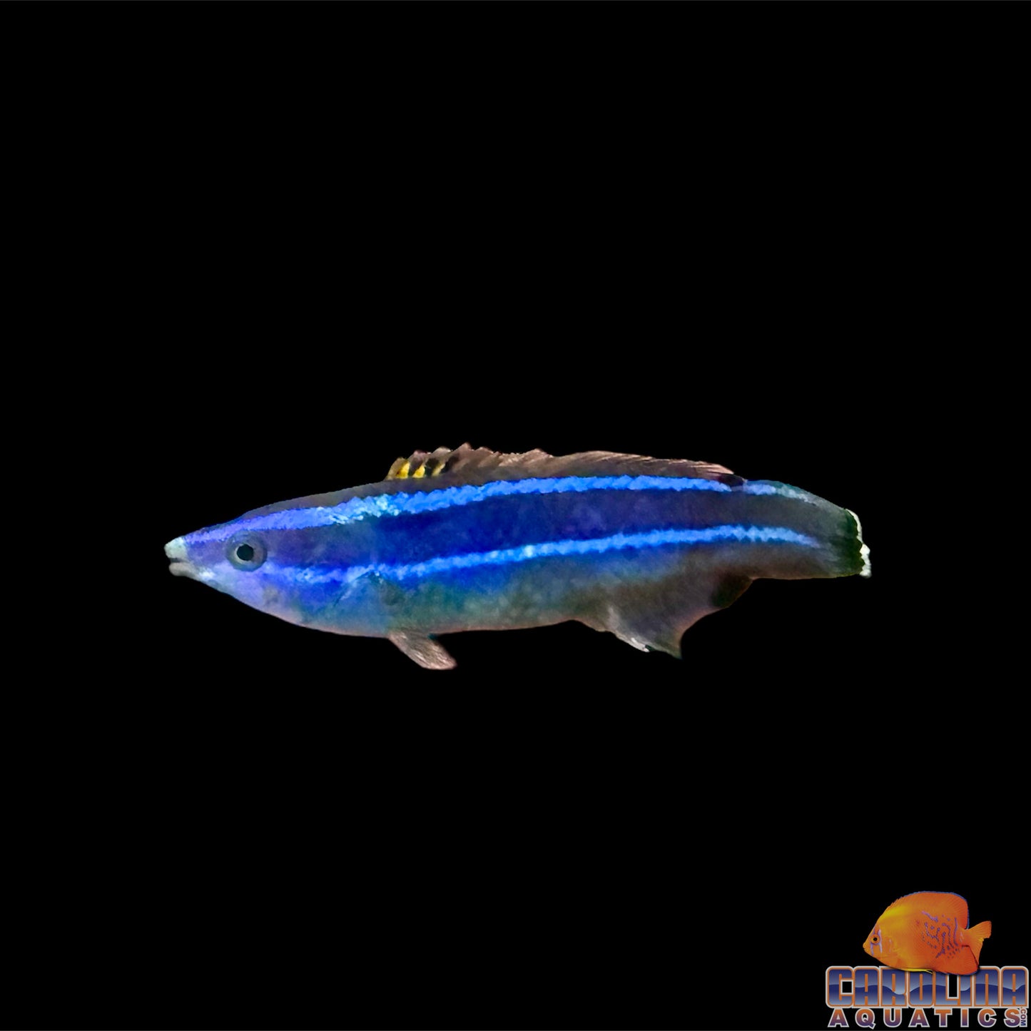 Wrasse - Four Line Cleaner