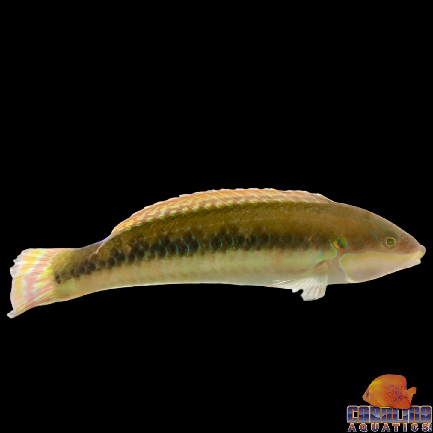 Wrasse - Slippery Dick