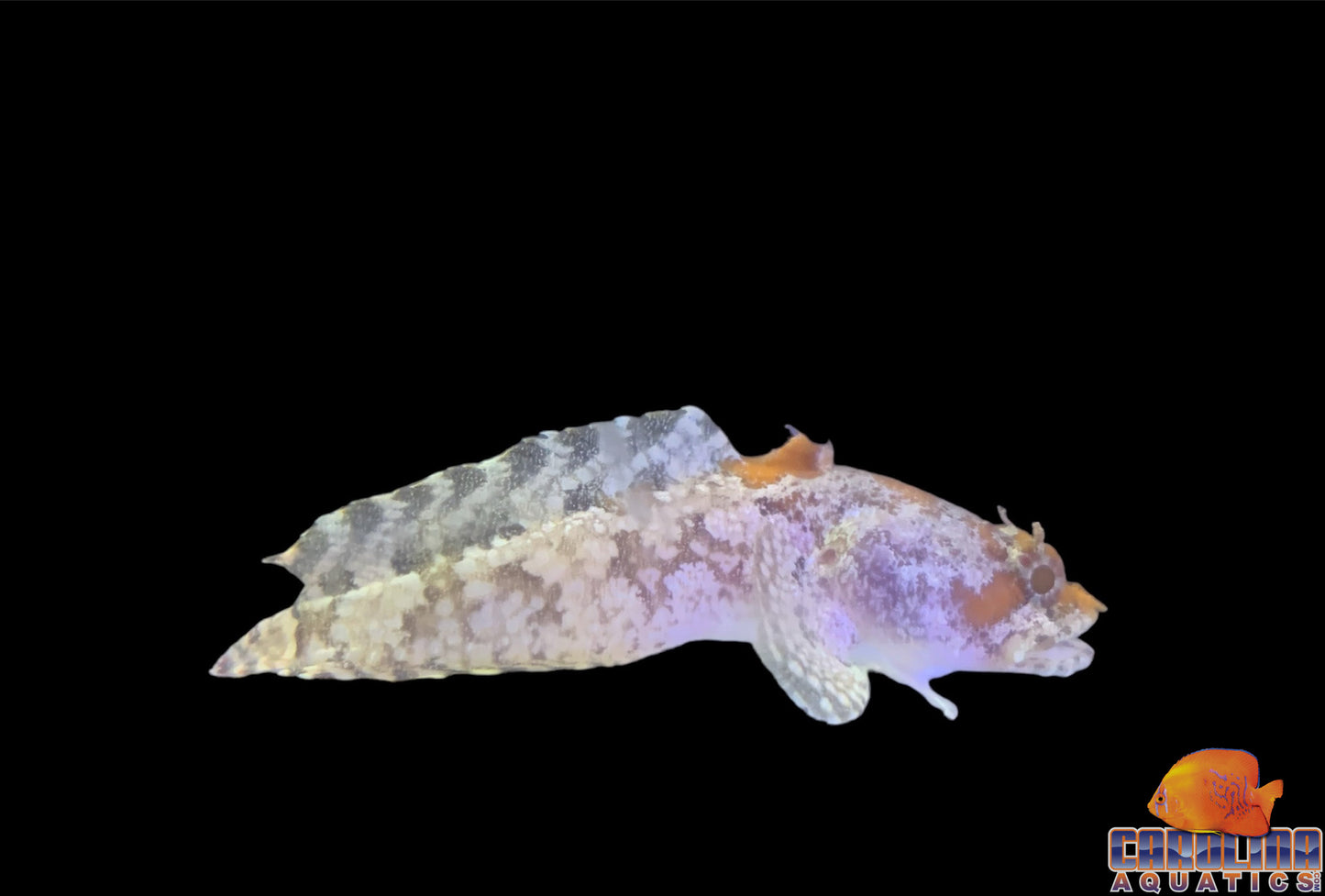 Toadfish - Orange Sm