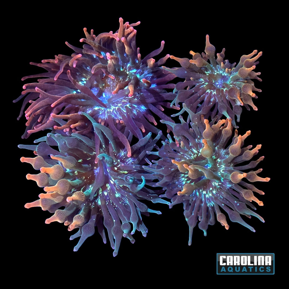 Anemone - Bubble Half and Half