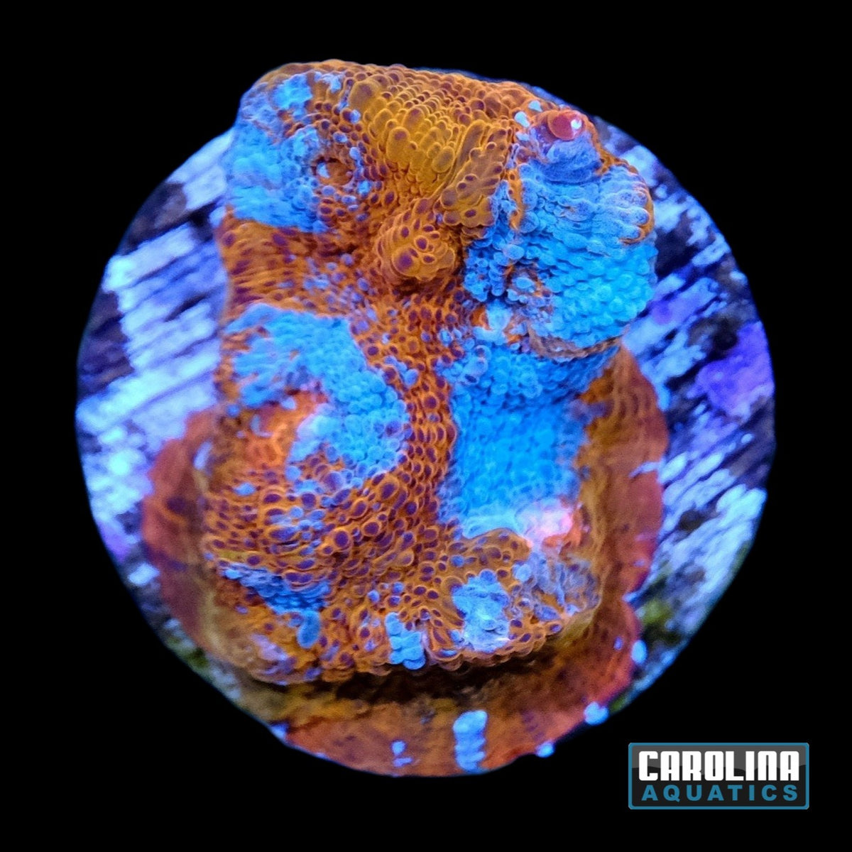 Frag - Chalice Frozen Tangerine