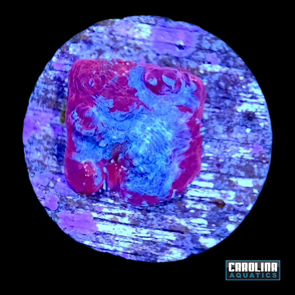 Frag - Blue Ice Lava Chalice