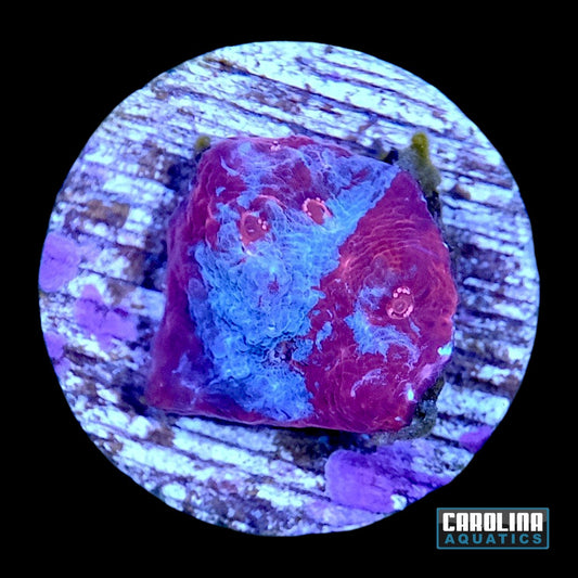 Frag - Blue Ice Lava Chalice