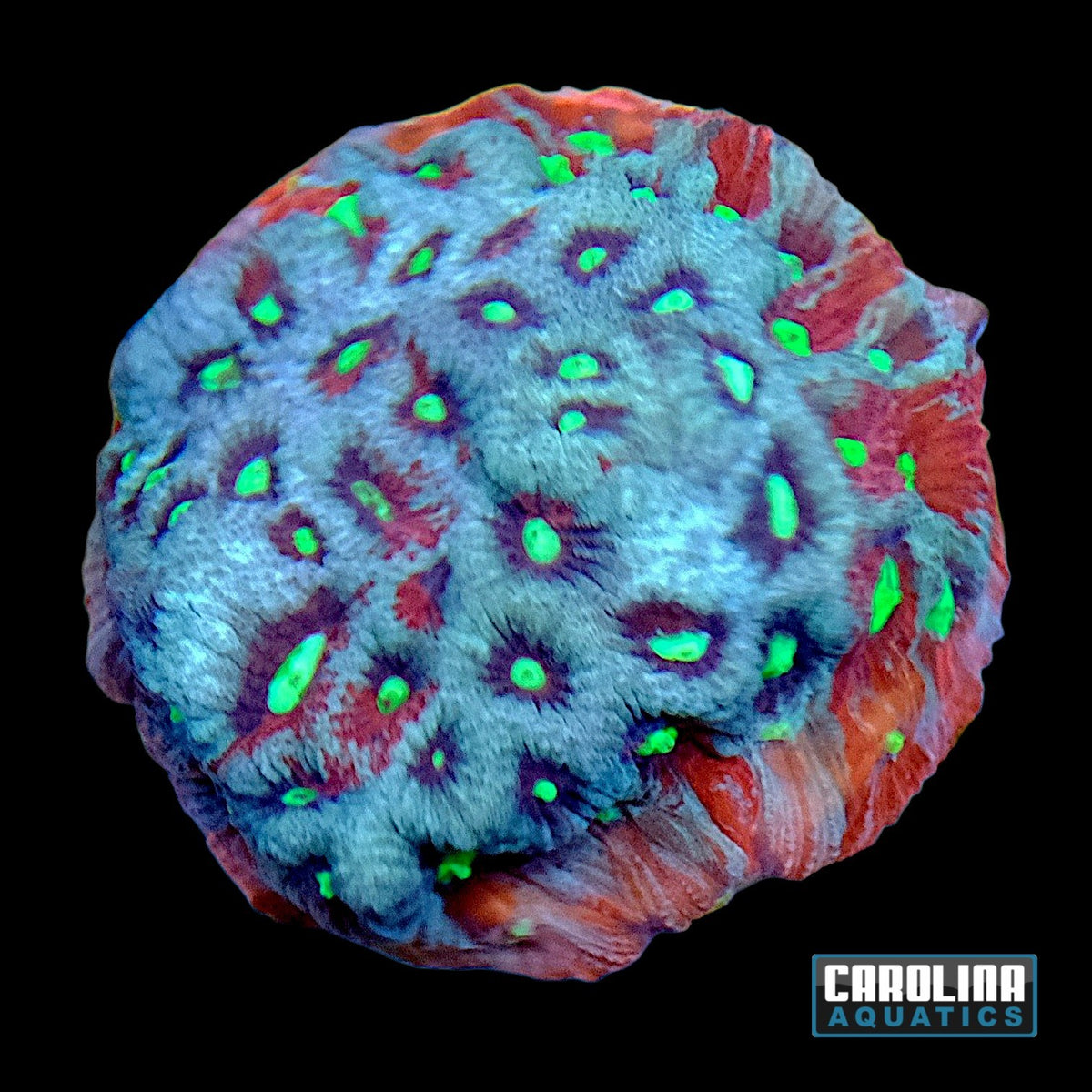 Frag - TechniColor Favites War Coral