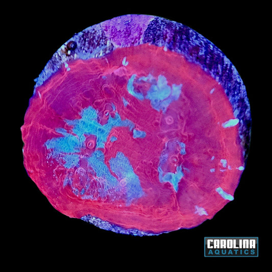 Frag - Blood Moon Chalice