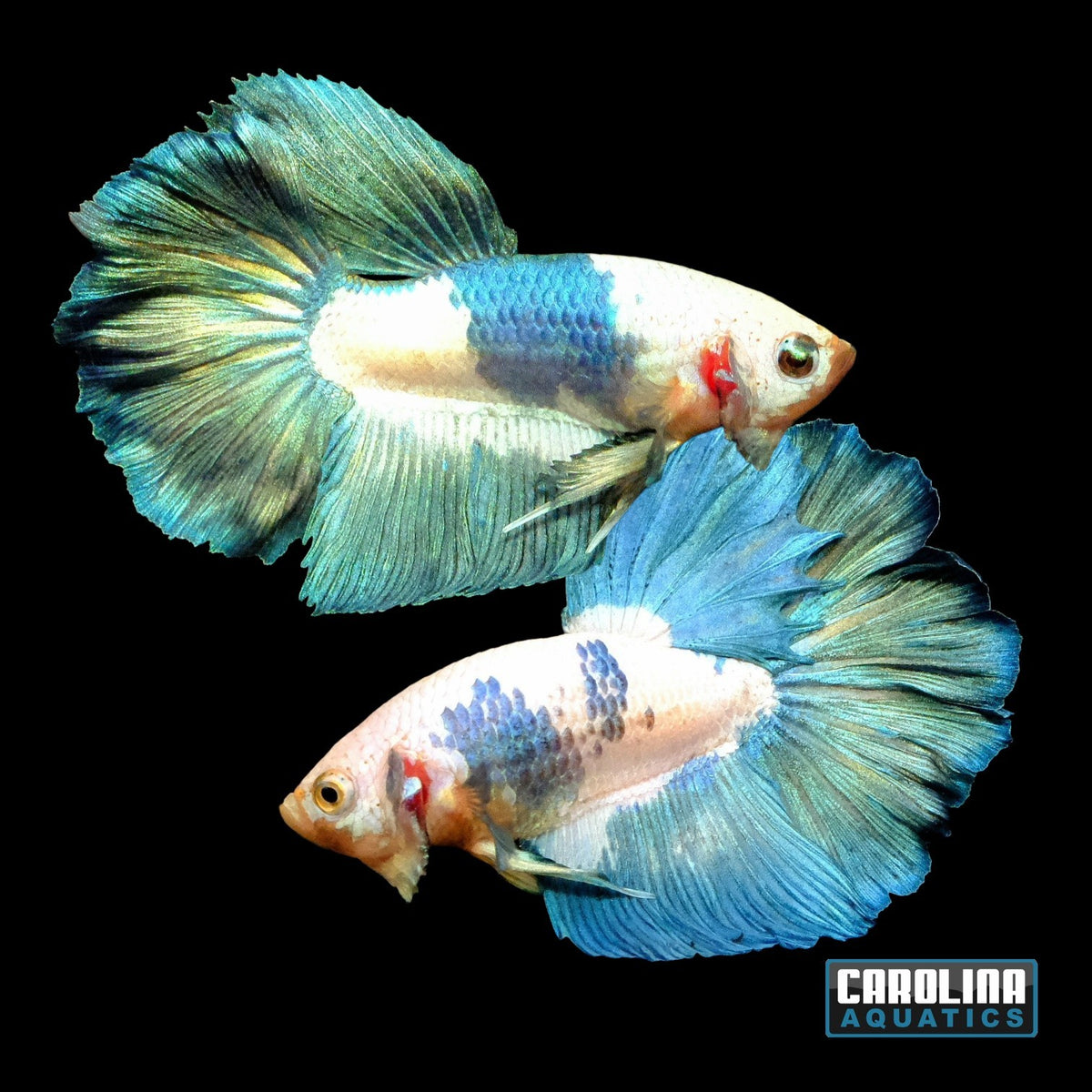 Betta - Blue Panda Super Delta Male