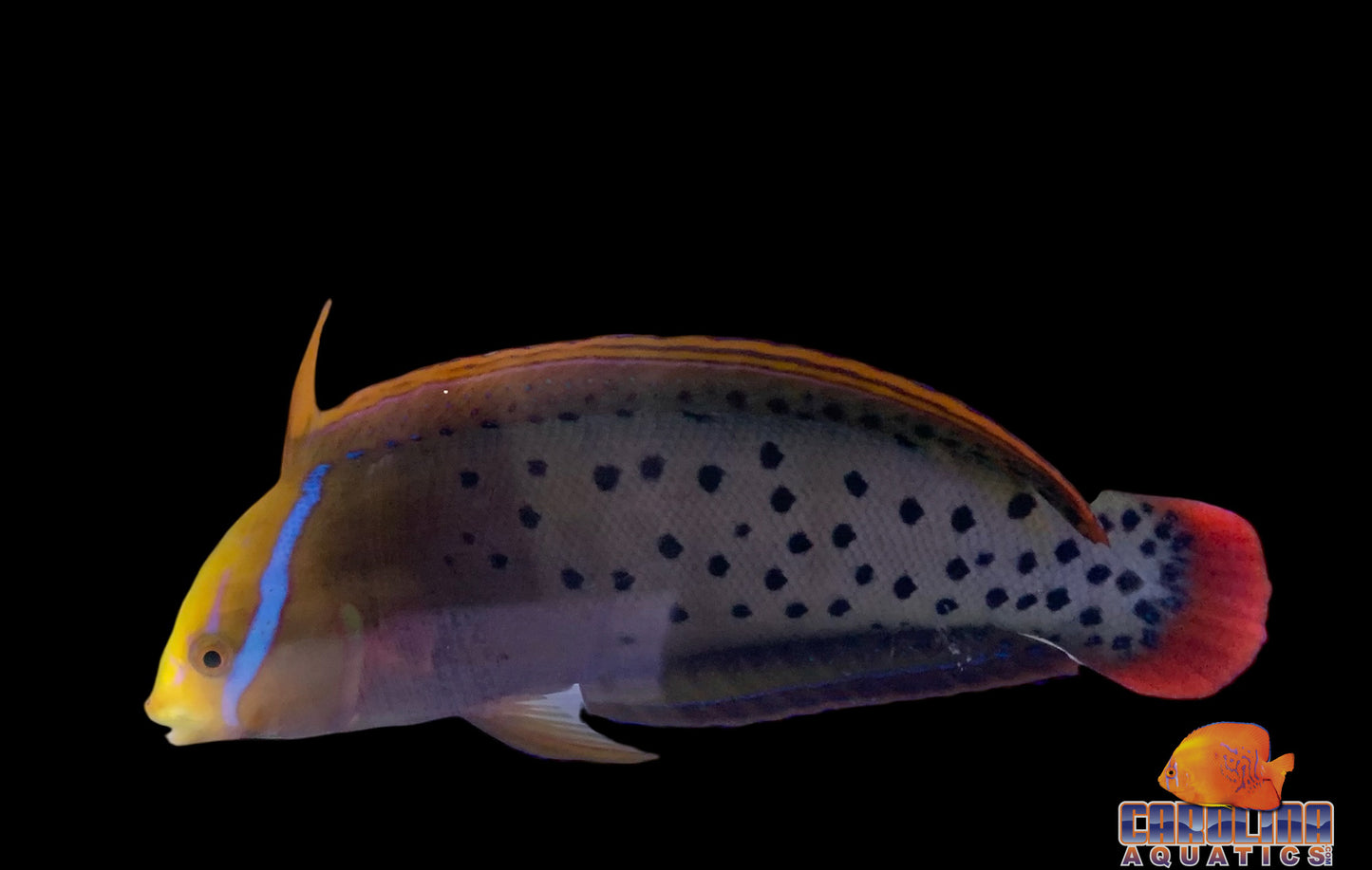 Wrasse - Coris Queen Adult