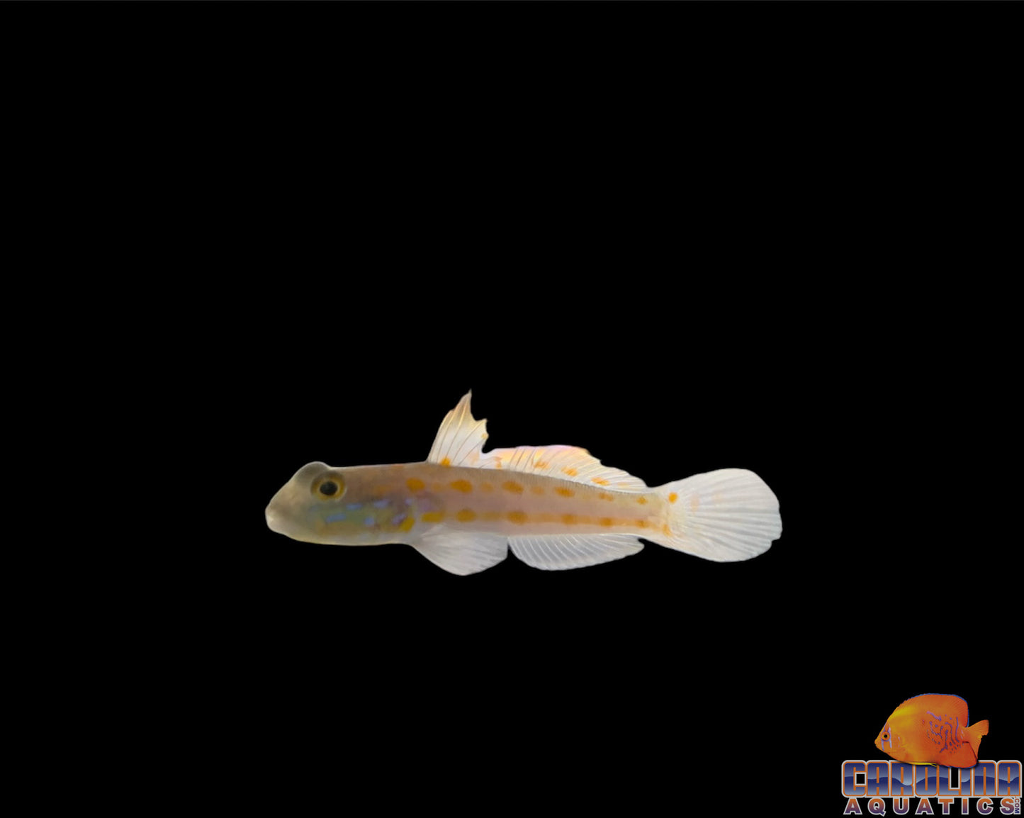 Goby - Diamond Sm