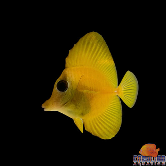 Tang - Scopas Yellow