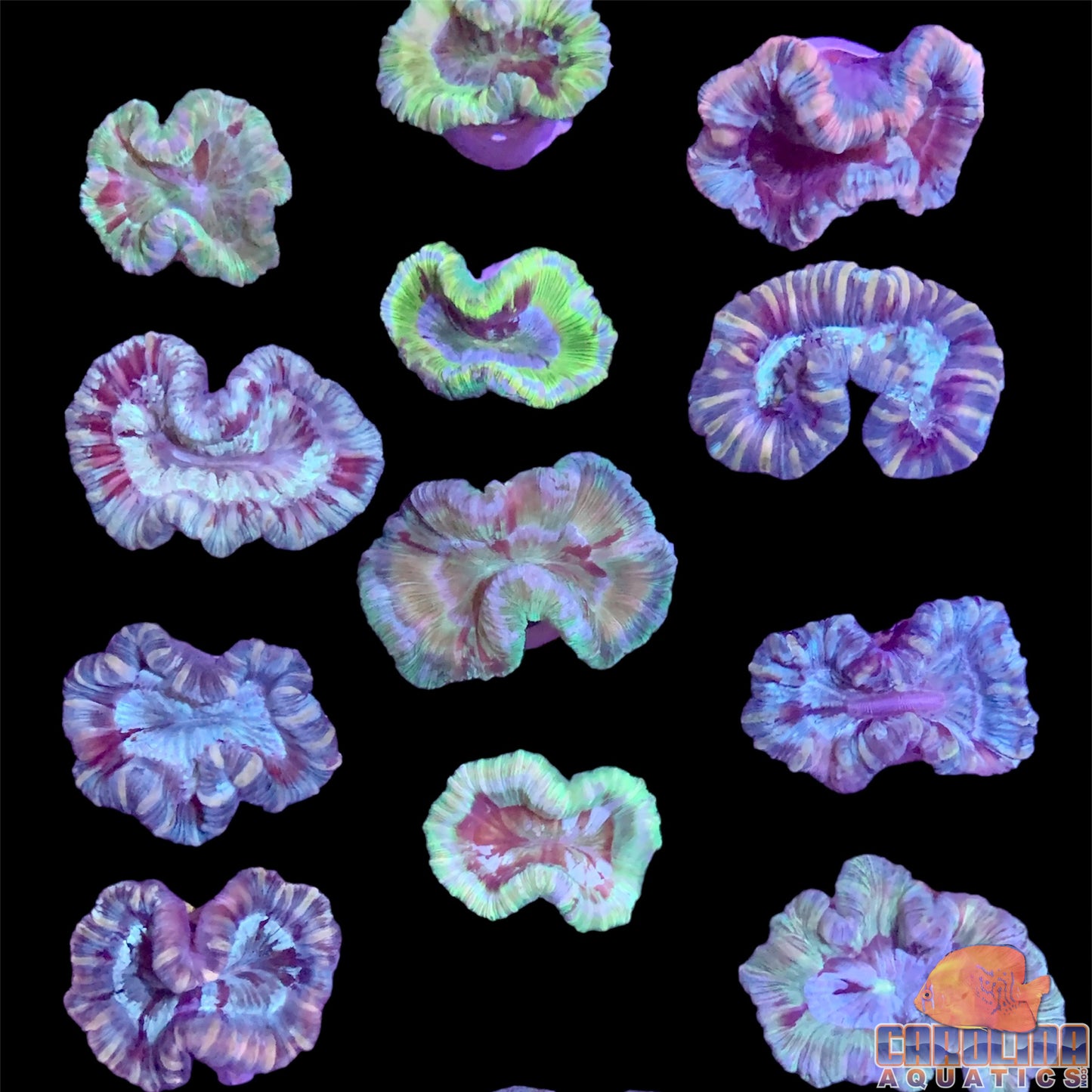 Fiji - Brain Open Green