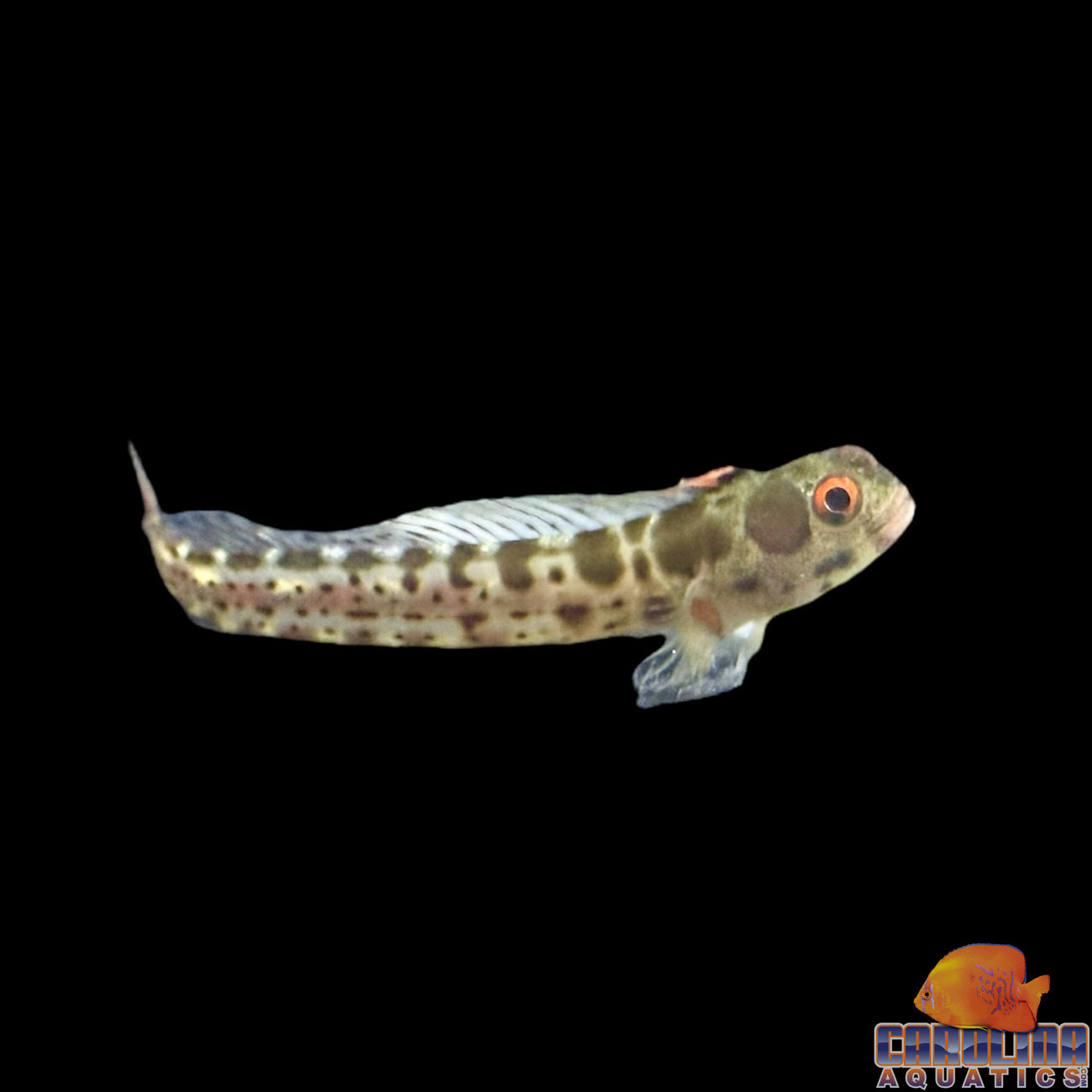 Blenny - Barnacle