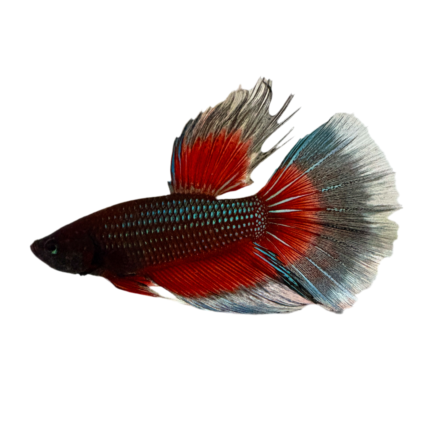 Betta - Halfmoon Male