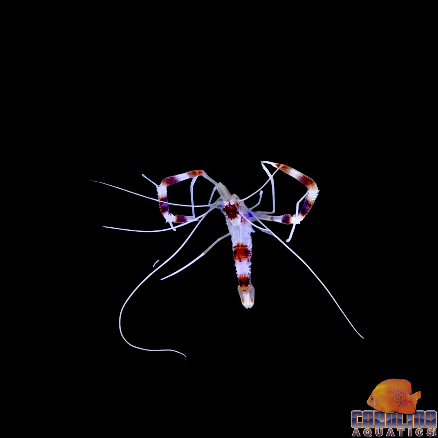 Shrimp - Banded