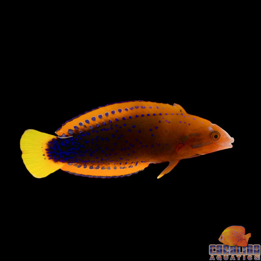 Wrasse - Coris Red Adult