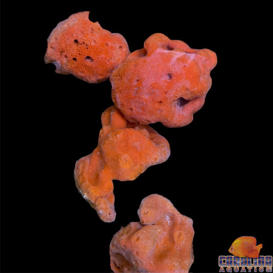 Sponge - Red Ball