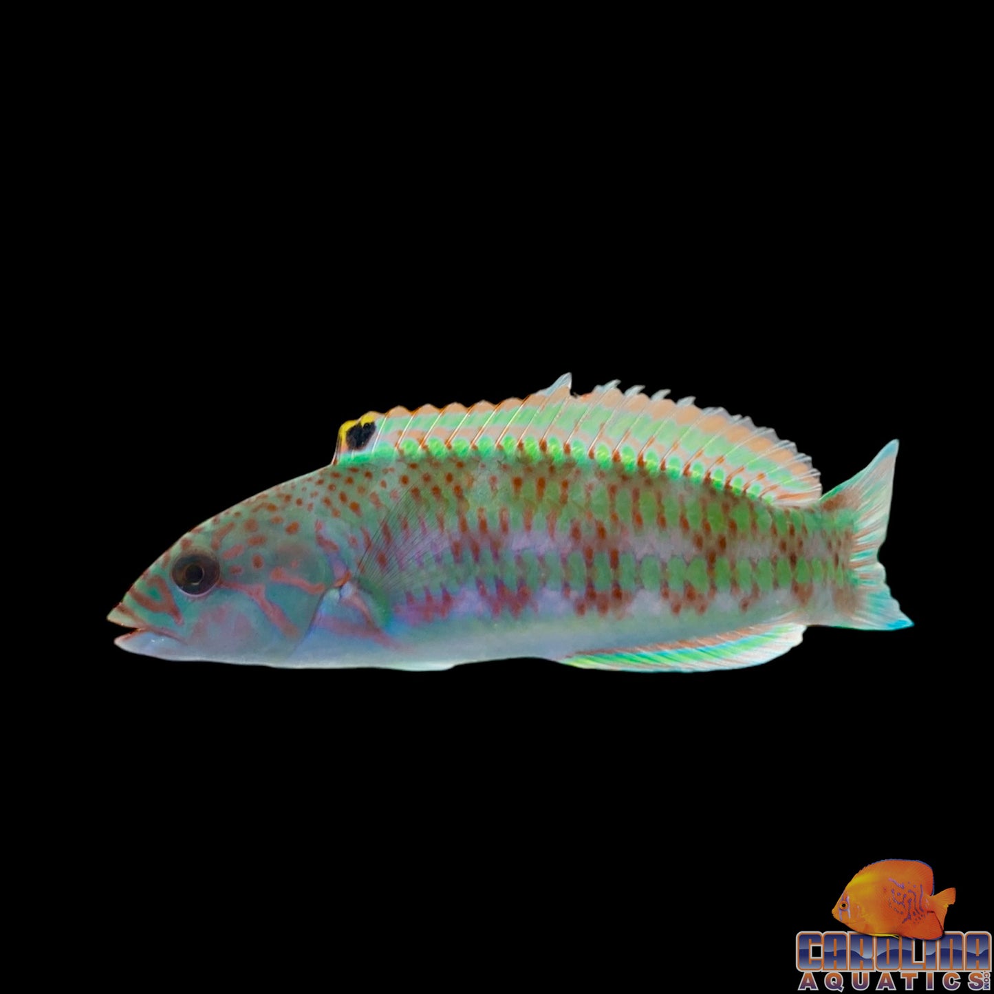 Wrasse - Surge