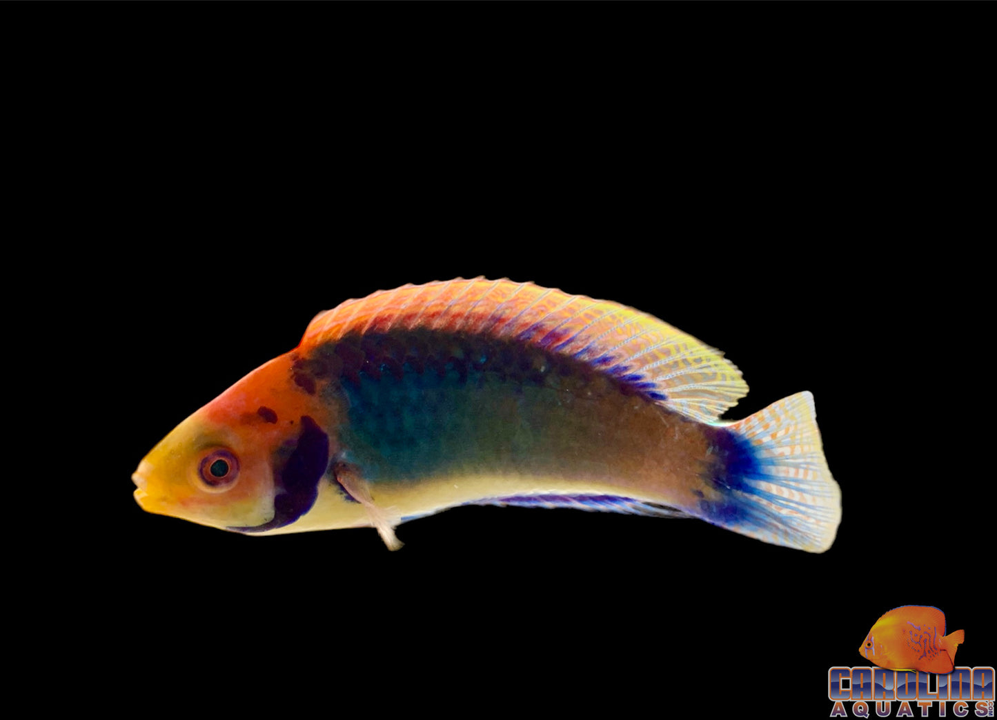 Wrasse - Fairy Solarensis