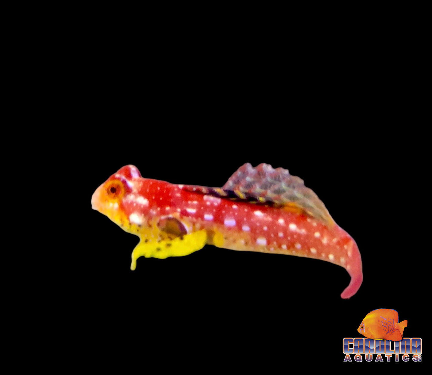 Blenny - Scooter Ruby Red