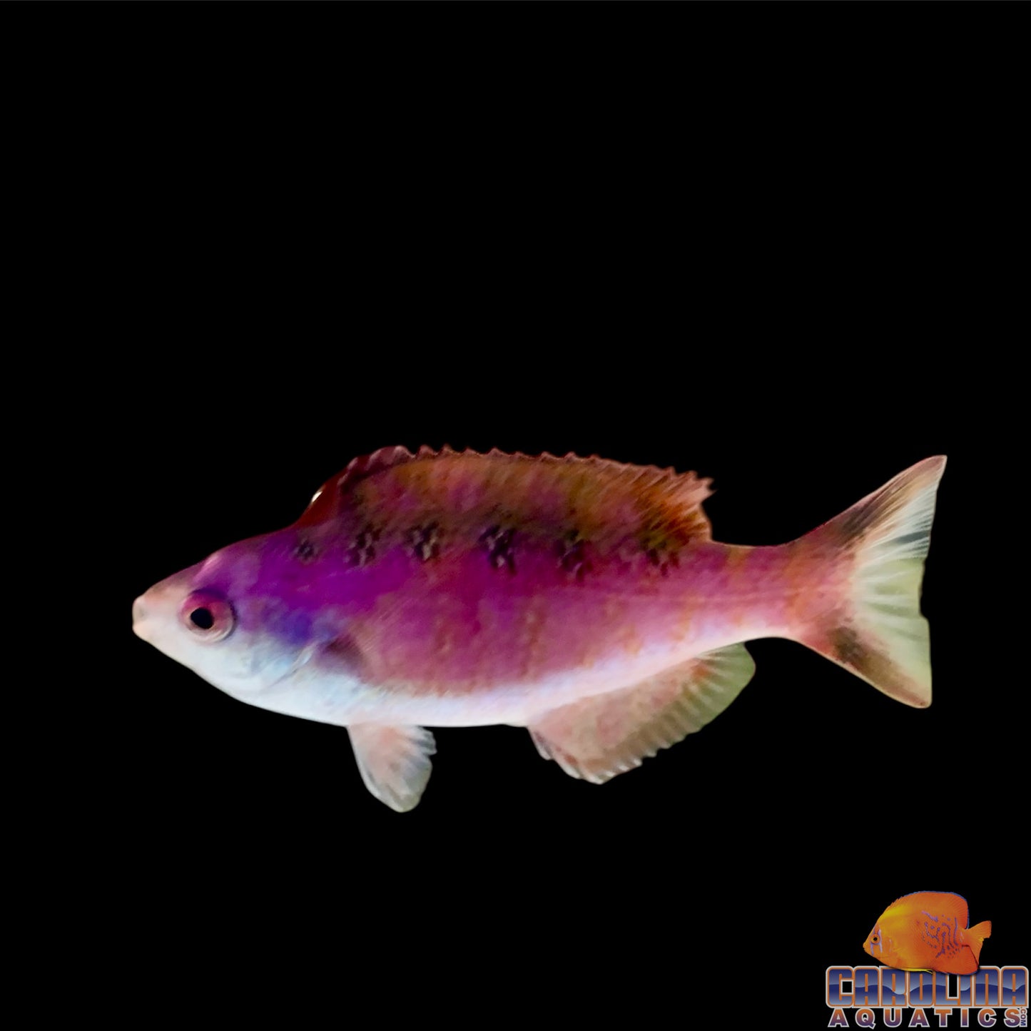 Wrasse - Creole