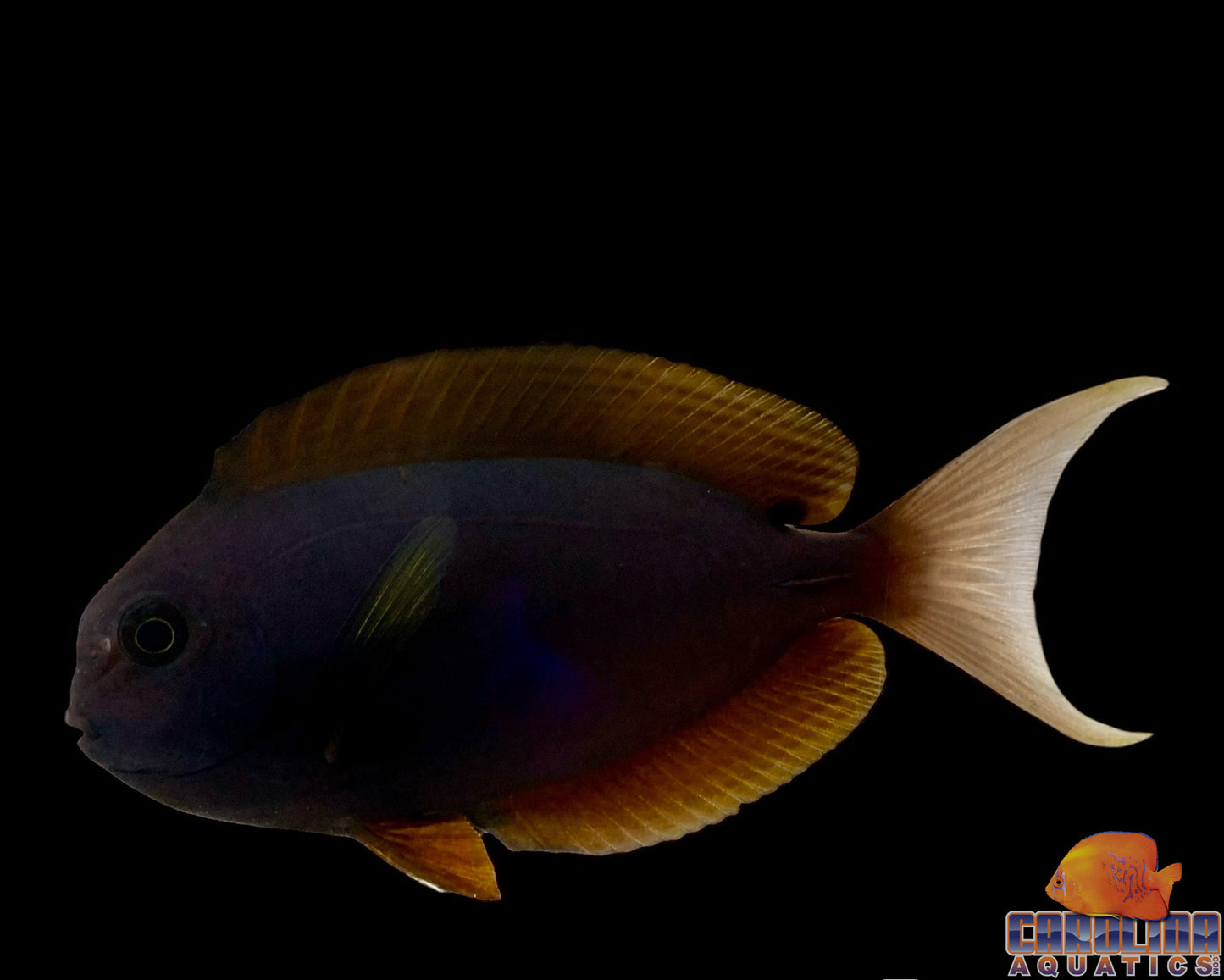 Tang - Thompson's Lg