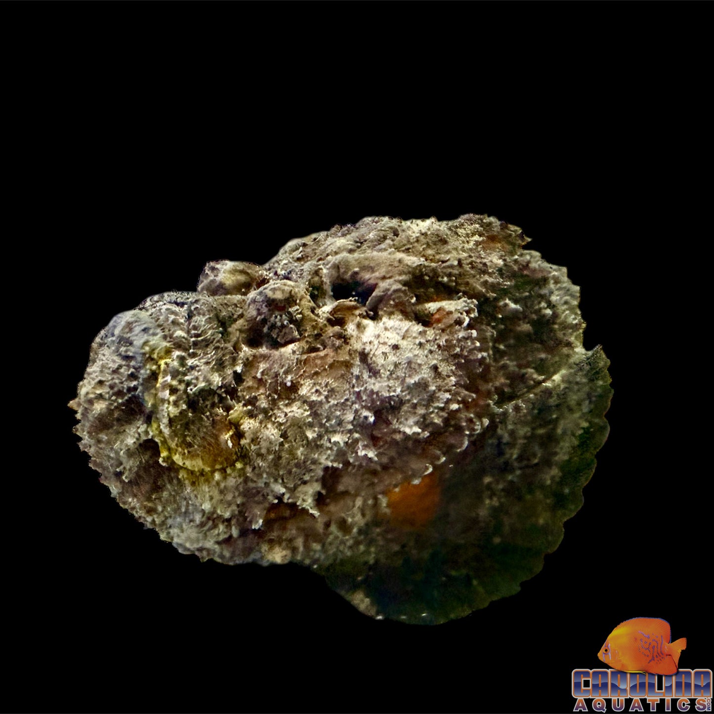 Stonefish Reef Jumbo