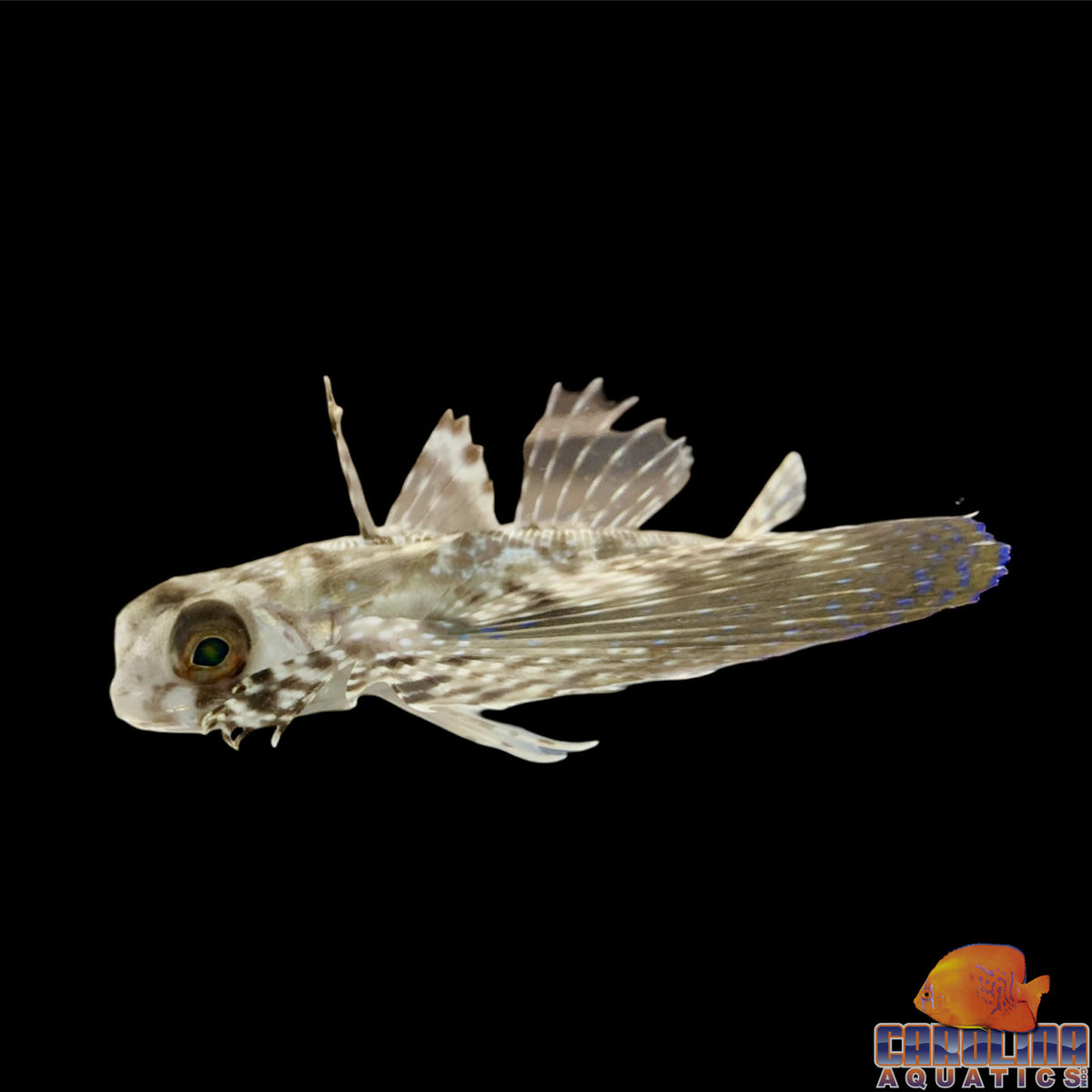 Flying Gurnard