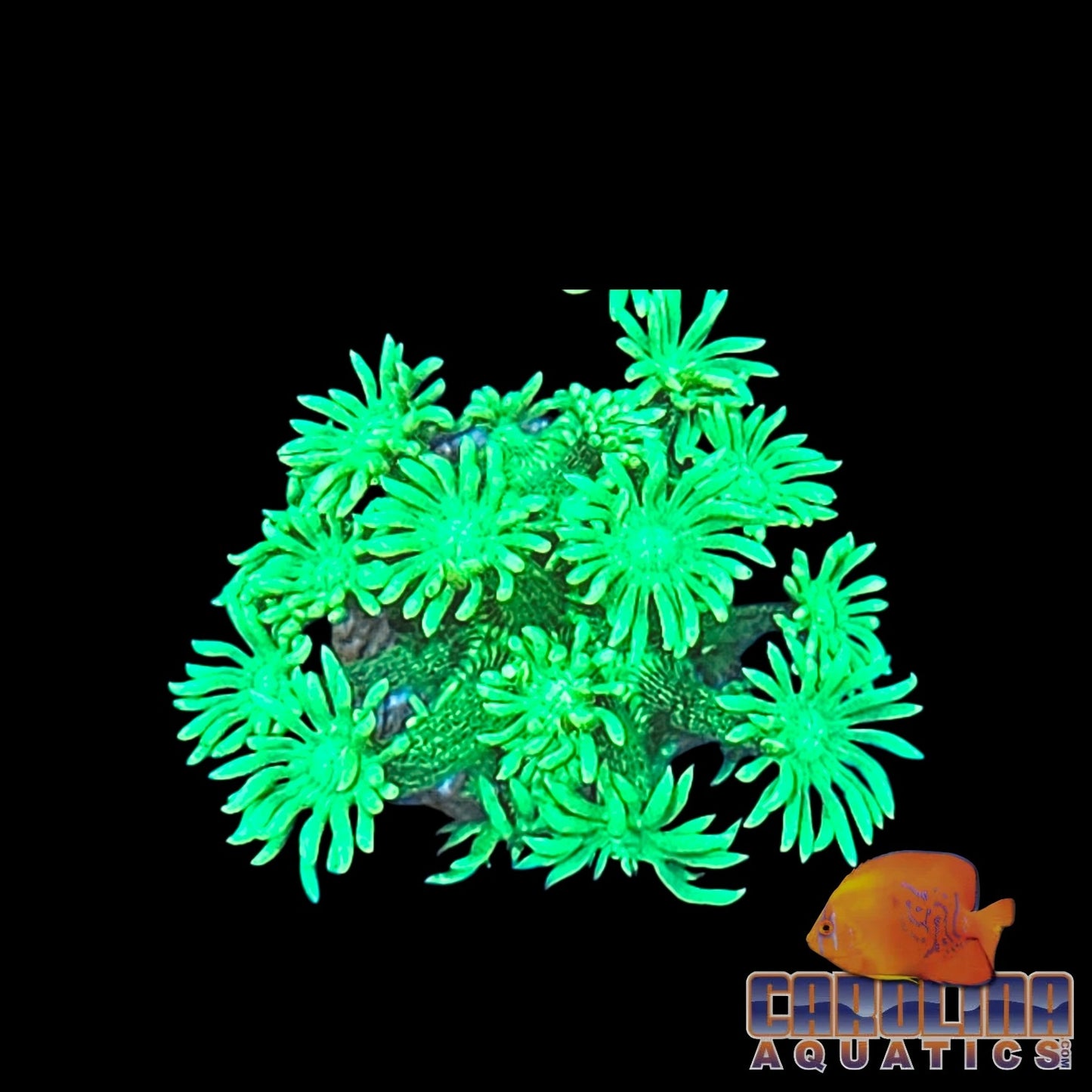 Frag - Lime Nova Goniopora