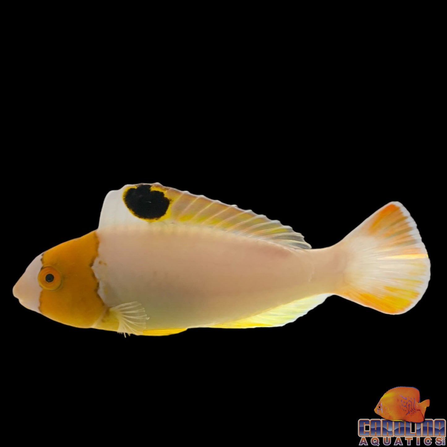 Parrotfish - Bicolor Md