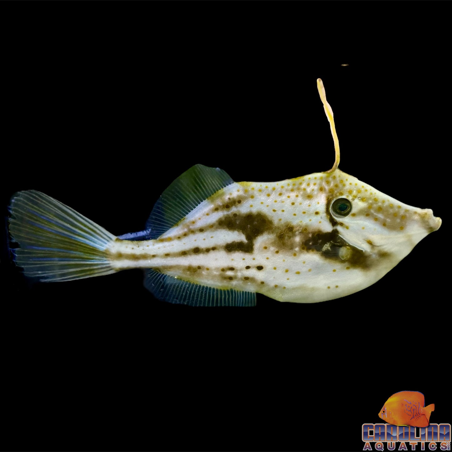 Filefish - Orange XL