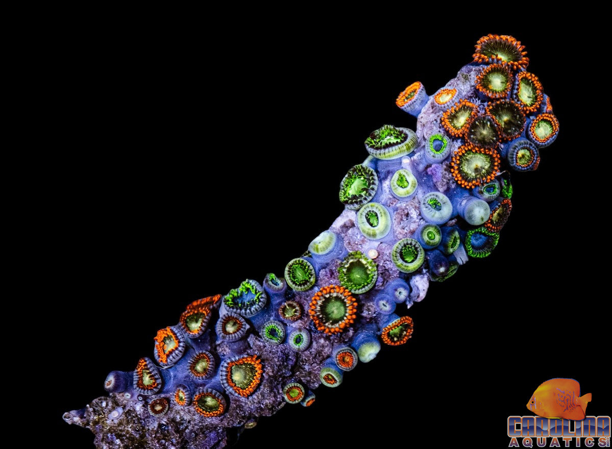 Australian - Zoanthid Darwin Sm