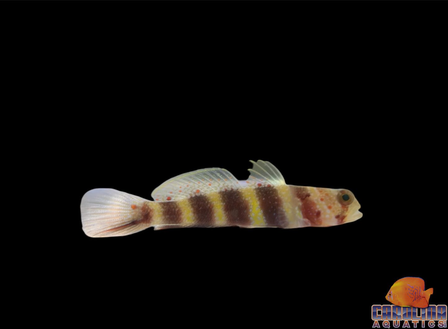 Goby - Prawn Wheeleri