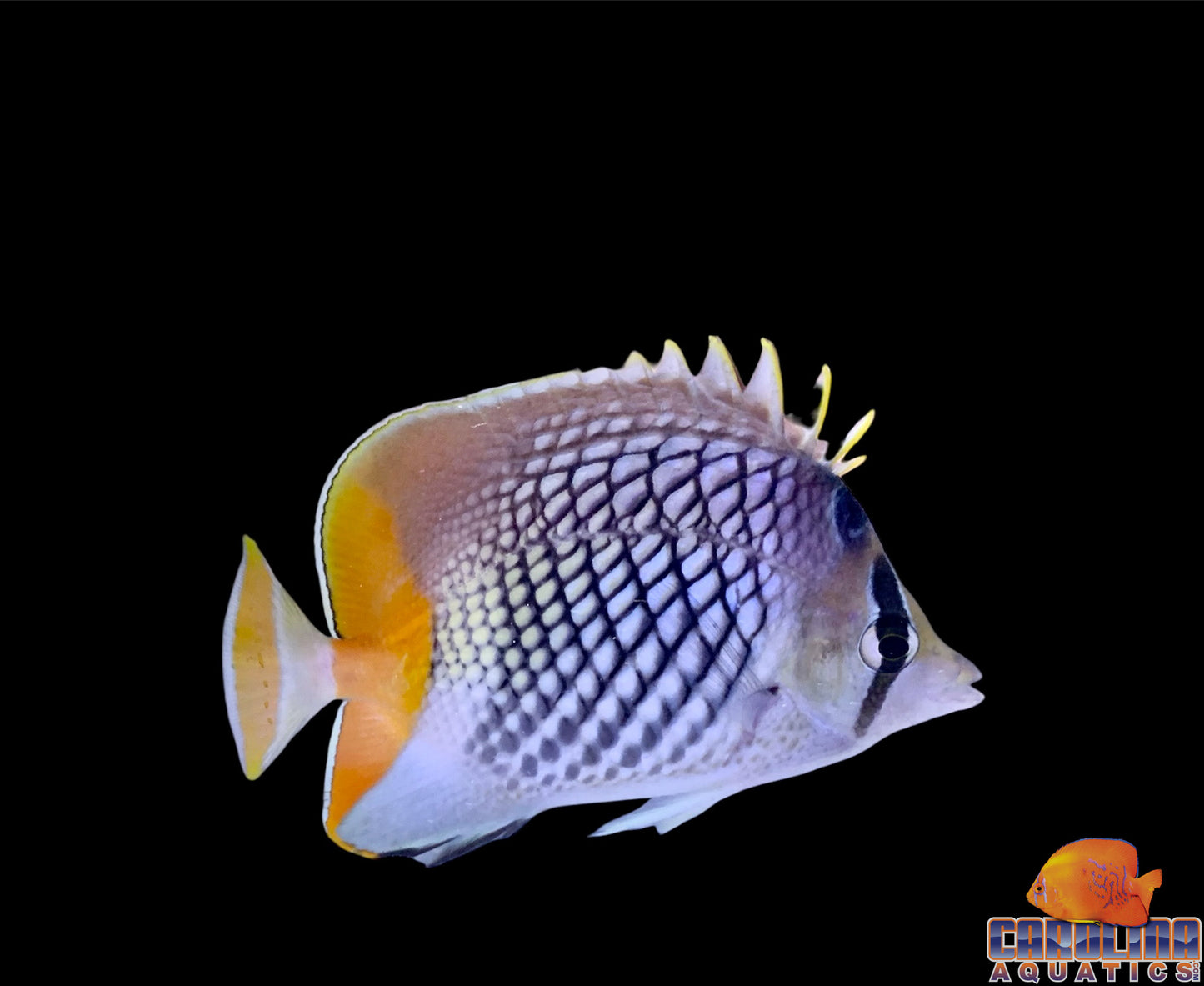 Butterfly - Pearlscale