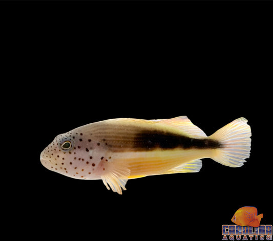 Hawkfish - Black Sided