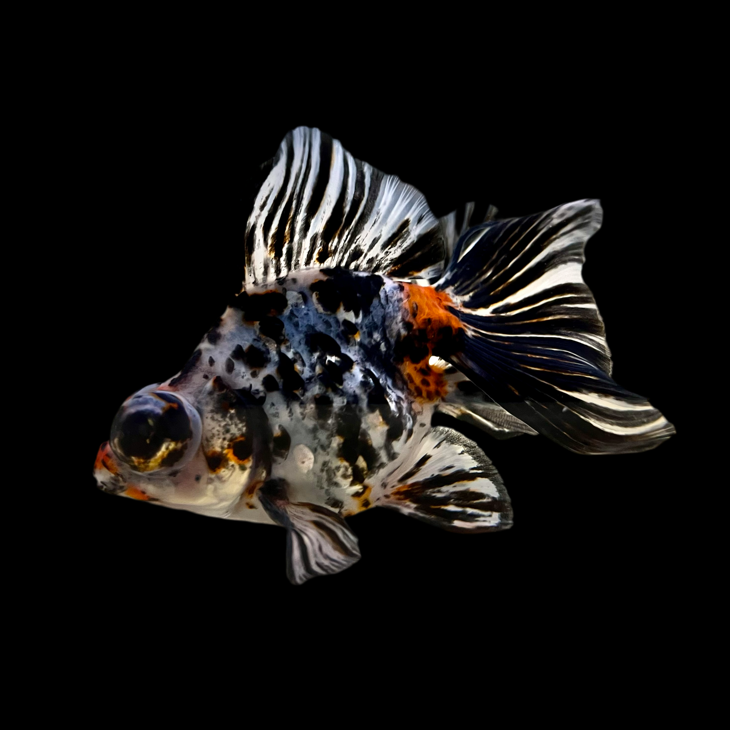 Goldfish - Butterfly Telescope A Grade Mix Imported 3.5-4.5in