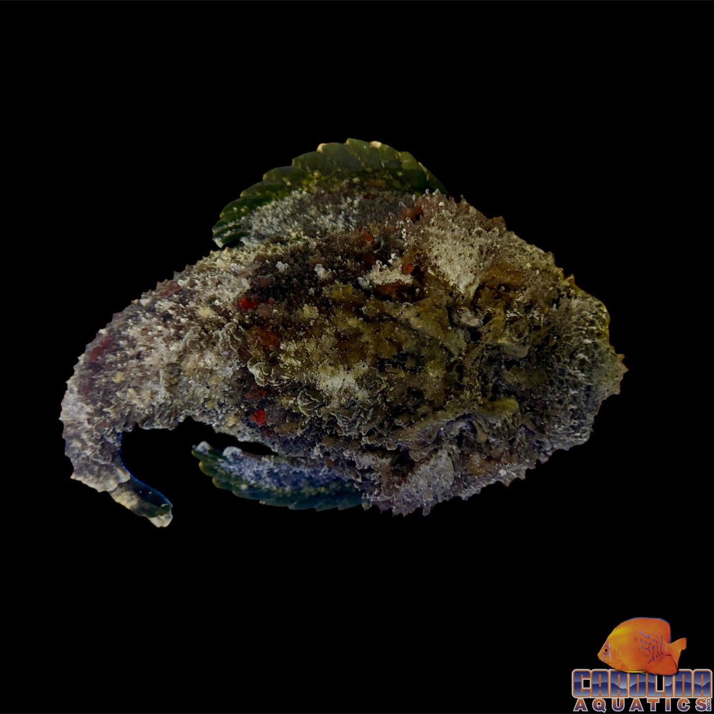 Stonefish Reef Jumbo